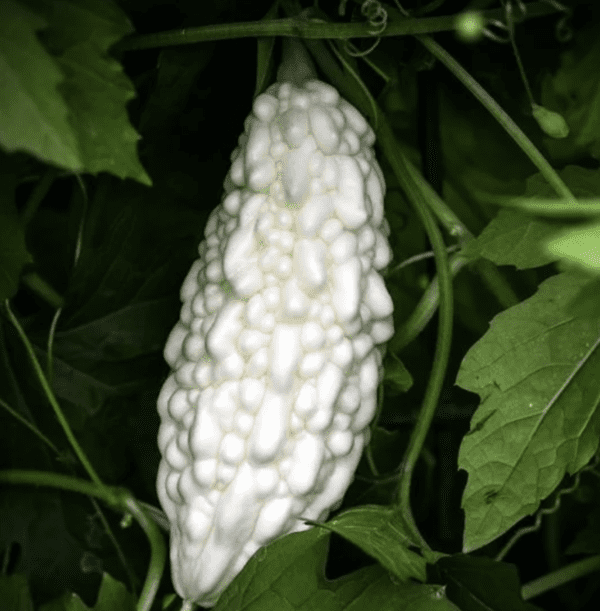 Bitter Melon - Jyunpaku Okinawan Pure White (3.25" pot)